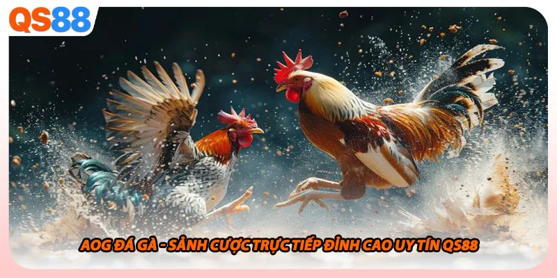 Aog Đá Gà - Sảnh Cược Trực Tiếp Đỉnh Cao Uy Tín Qs88